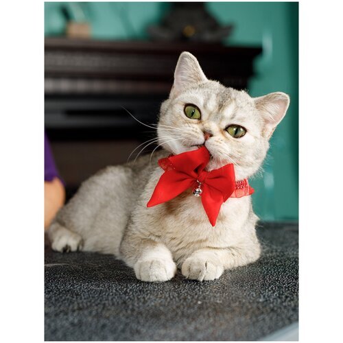 Безопасный нарядный ошейник-бабочка Japan Premium Pet для кошек с системой защиты от удушения, красный, размер 3S