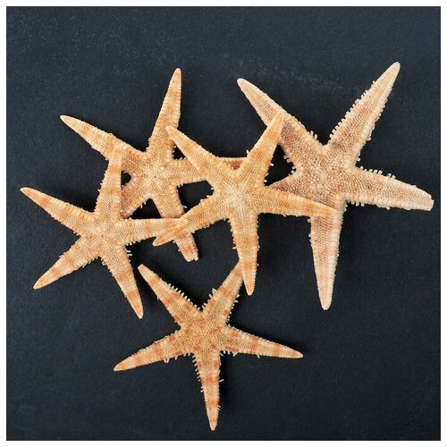 Набор из 5 морских звезд, размер каждой 3-5 см