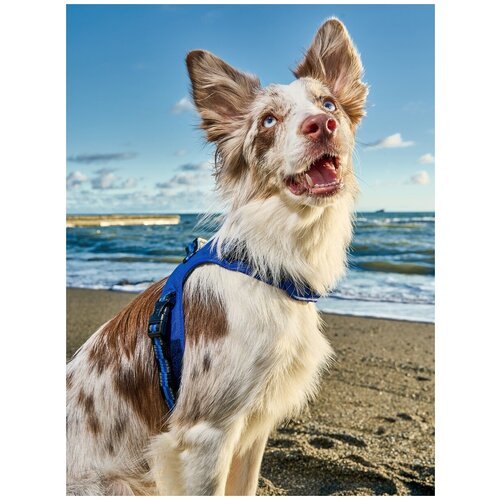Шлейка для собак Japan Premium Pet / шлейка жилетка для собак мелких и средних пород с Балансером, цвет синий, размер S