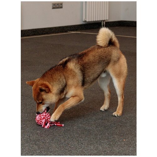 Игрушка для собак плетеная Japan Premium Pet с упругим латексным мячом внутри, в виде осьминога, с функцией ухода за зубами
