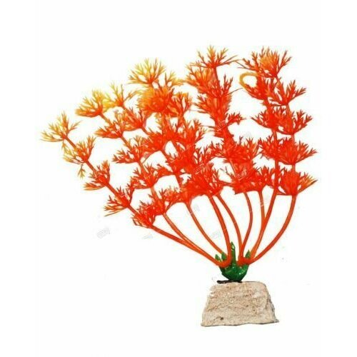 Растение для аквариума Амбулия оранжевая 10см, УЮТ
