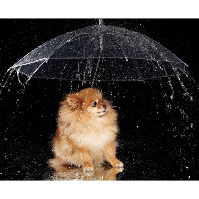 Зонт для животных “Дружок”, d=76 см