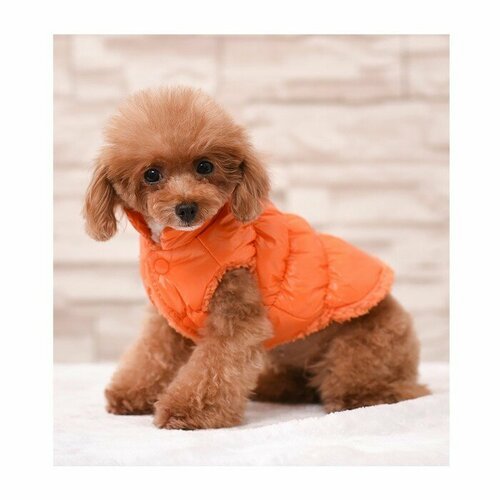 Куртка для собак 'Блеск', S (ДС 25, ОГ 37, ОШ 24 см, до 5 кг), оранжевая